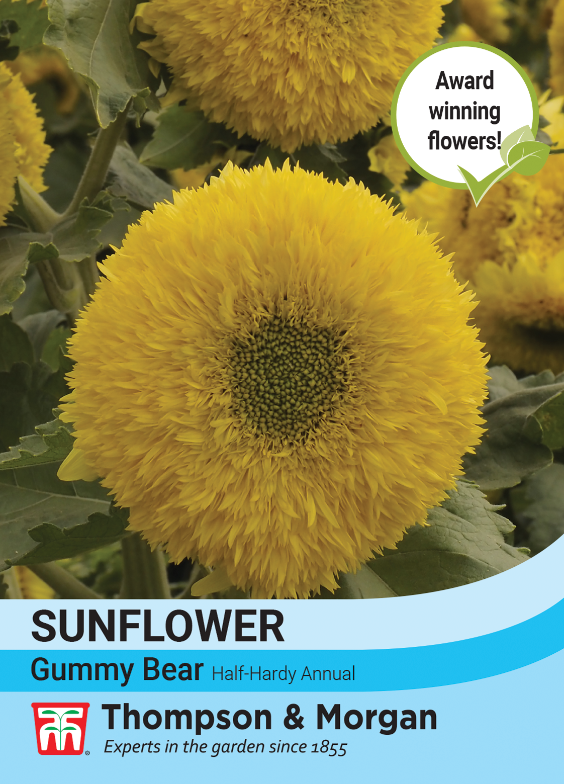 Sunflower Helianthus annuus Gummy Bear-Easy Garden Centre
