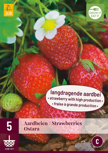 5 Strawberries Ostara