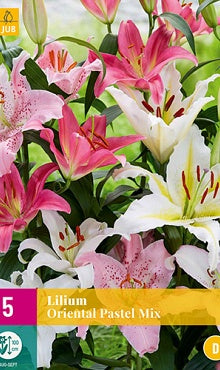 5 Lilium Oriental Pastel Mix