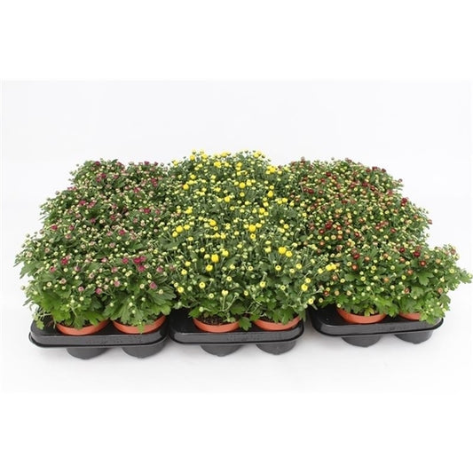 13cm Chrysanthemum.
