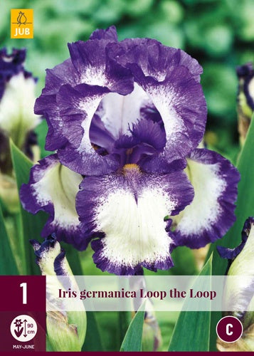 1 IRIS GERMANICA LOOP THE LOOP