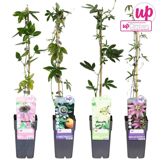 Passiflora mix tray (Passion Flower) / 2ltr, 65cm-Easy Garden Centre