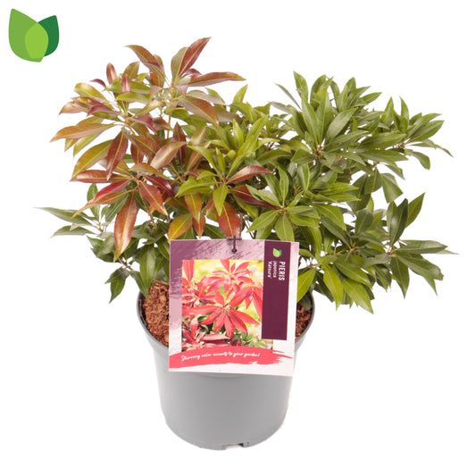 Pieris jap. 'Katsura' / cont. 3,0L