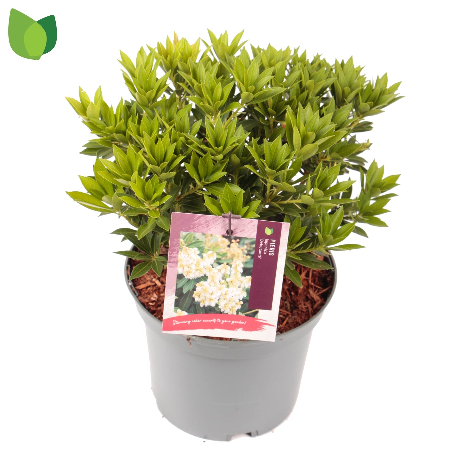 Pieris jap. 'Debutante' / 3.0-litre container 20-25 cm-Easy Garden Centre