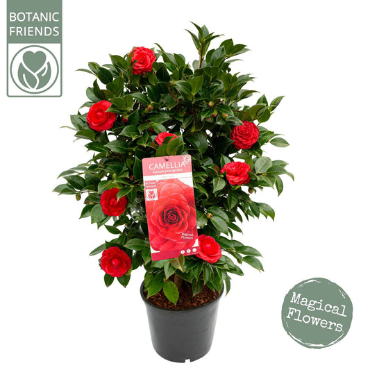Camellia jap. 'Black Lace' / 10Ltr-Easy Garden Centre