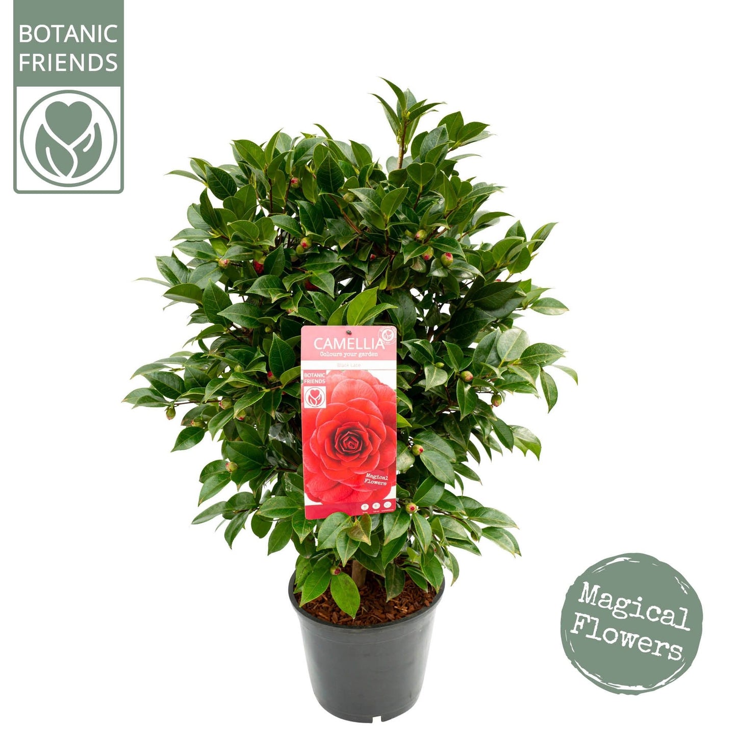 Camellia jap. 'Black Lace' / 10Ltr-Easy Garden Centre