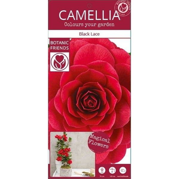 Camellia jap. 'Black Lace' / 10Ltr-Easy Garden Centre