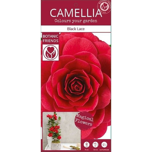 Camellia jap. 'Black Lace' / 10Ltr-Easy Garden Centre