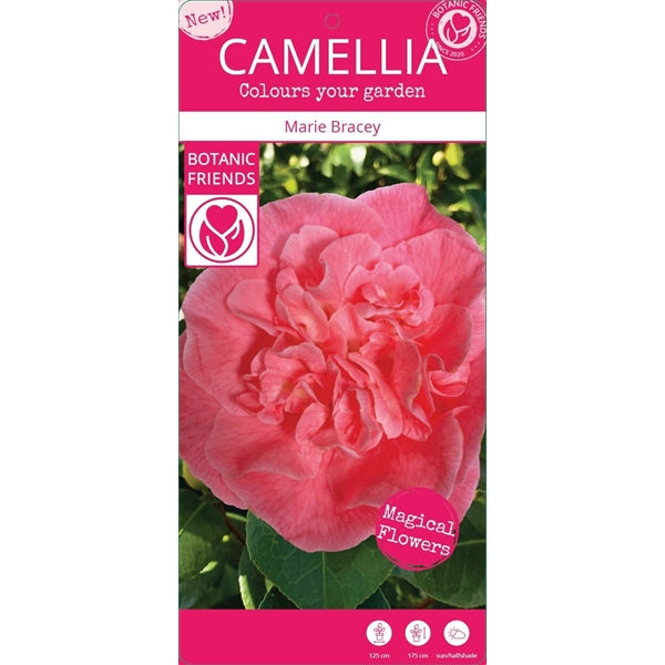 Camellia jap. 'Marie Bracey' / 10Ltr-Easy Garden Centre