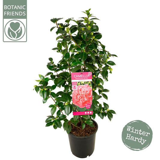 Camellia jap. 'Marie Bracey' / 10Ltr-Easy Garden Centre