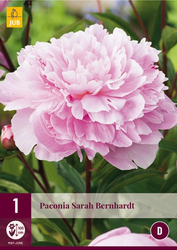 1 PAEONIA SARAH BERNHARDT