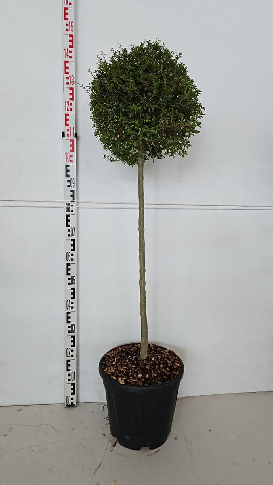 Ligustrum jonandrum / C18 - 1/2 std 35/40 head-Easy Garden Centre