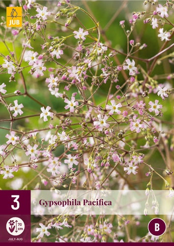 3 GYPSOPHILA PACIFICA