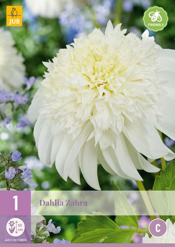 1 Dahlia Zahra