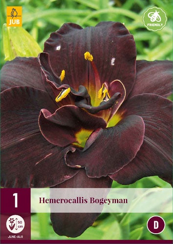 1 HEMEROCALLIS BOGEYMAN