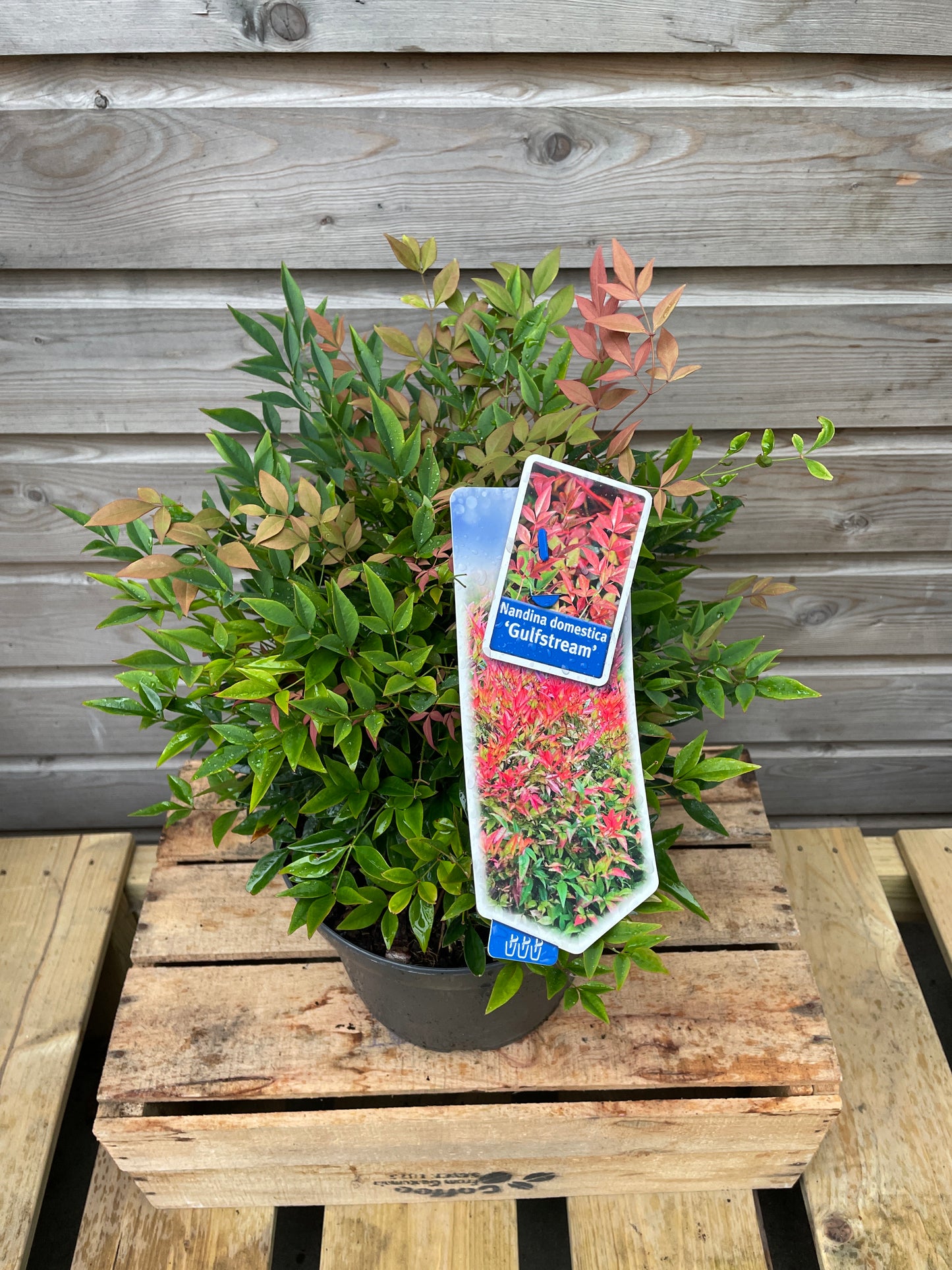 Nandina dom. Gulfstream / P23 (5 Ltr)