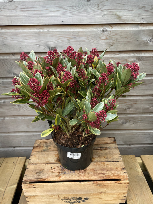 Skimmia jap. Perosa / P23 (5 Ltr) / 30/FLOWERS