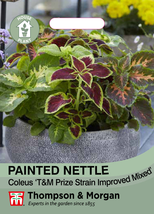 Painted Nettle