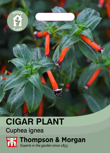 Cigar Plant