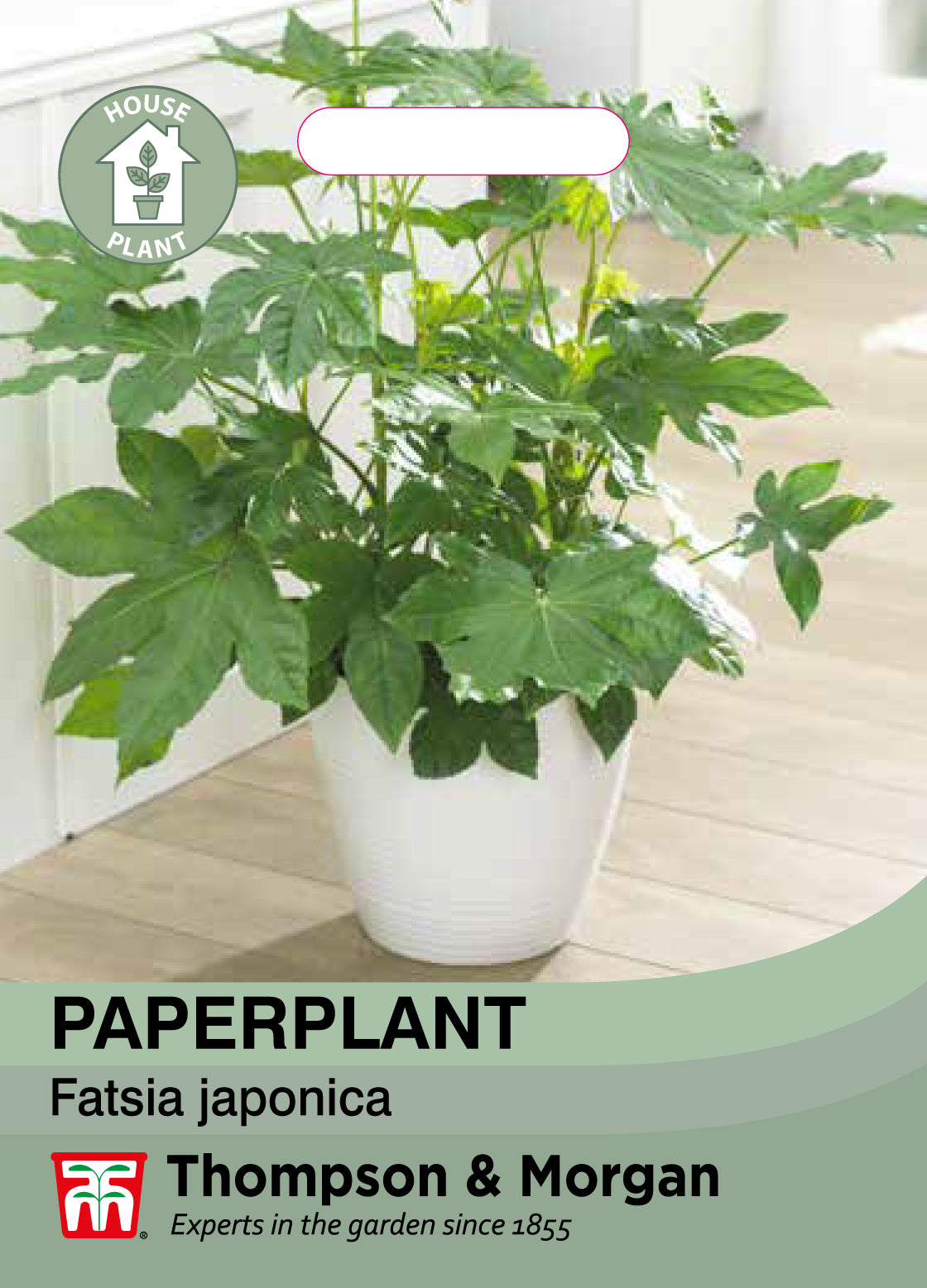 Paperplant False Castor Oil Plant