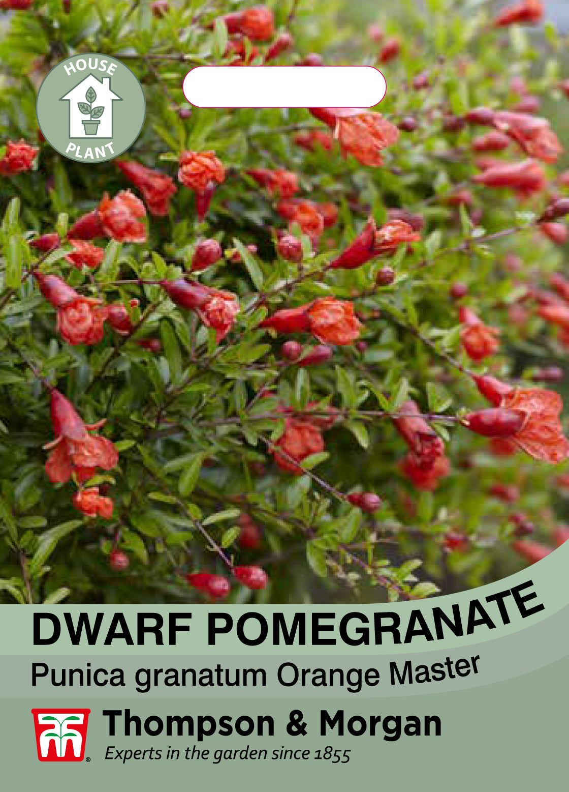 Dwarf Pomegranate Plant