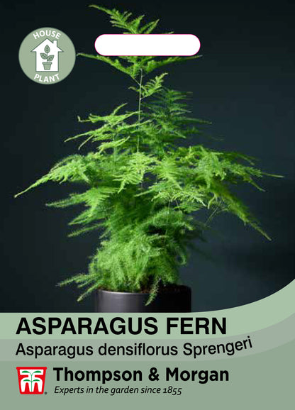 Asparagus Fern