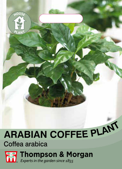 Arabian Coffee Plant