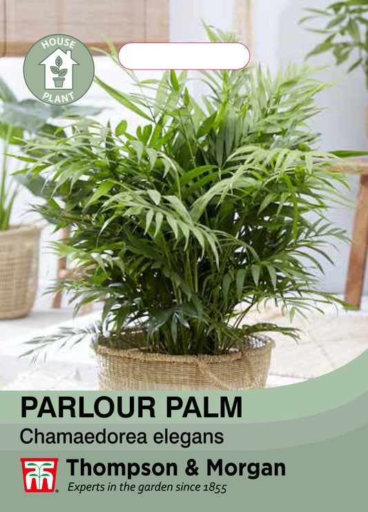 Parlour Palm