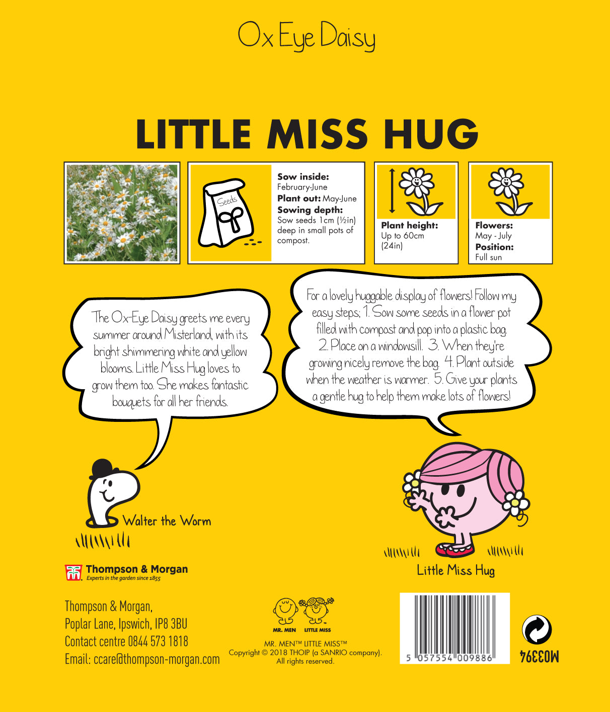 Little Miss Hug Ox Eye Daisy