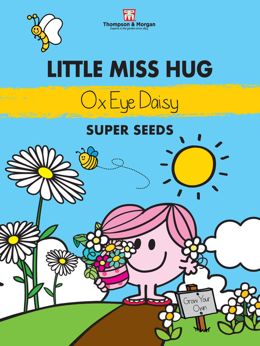 Little Miss Hug Ox Eye Daisy