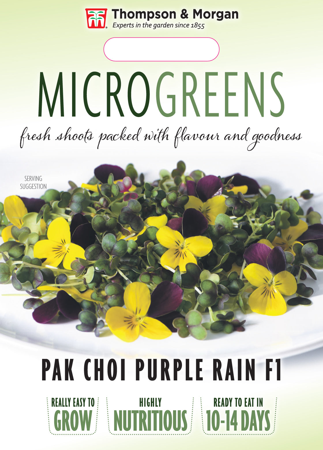 Microgreens Pak Choi Purple Rain F1