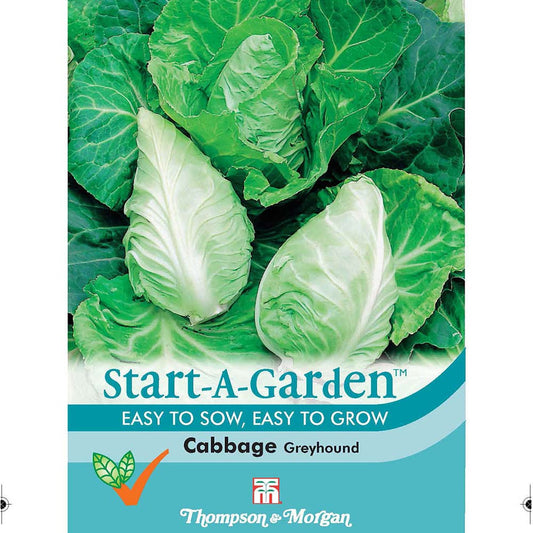 Cabbage Greyhound-Easy Garden Centre