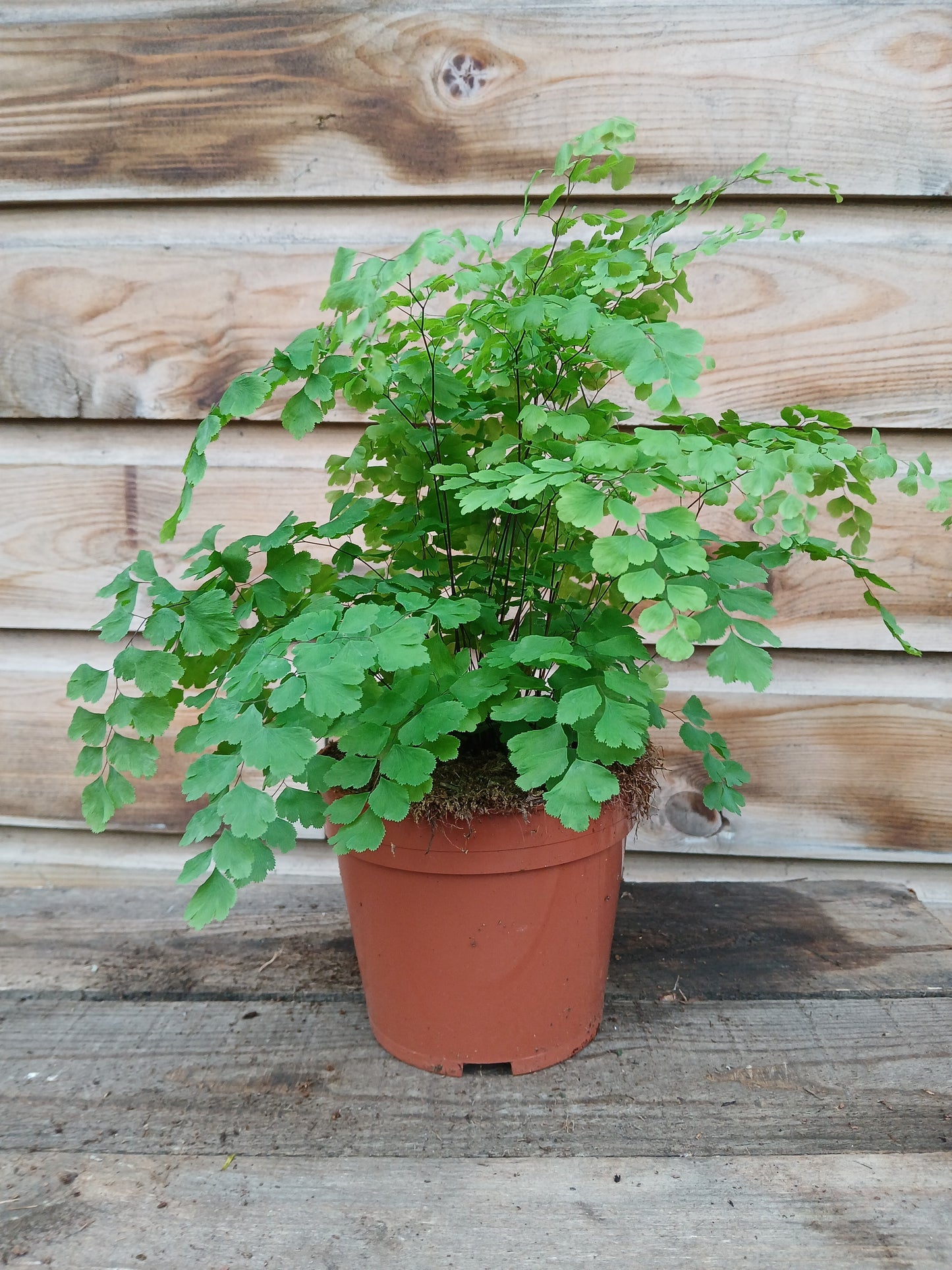 Adiantum raddianum 'Fragans' / P14-Easy Garden Centre