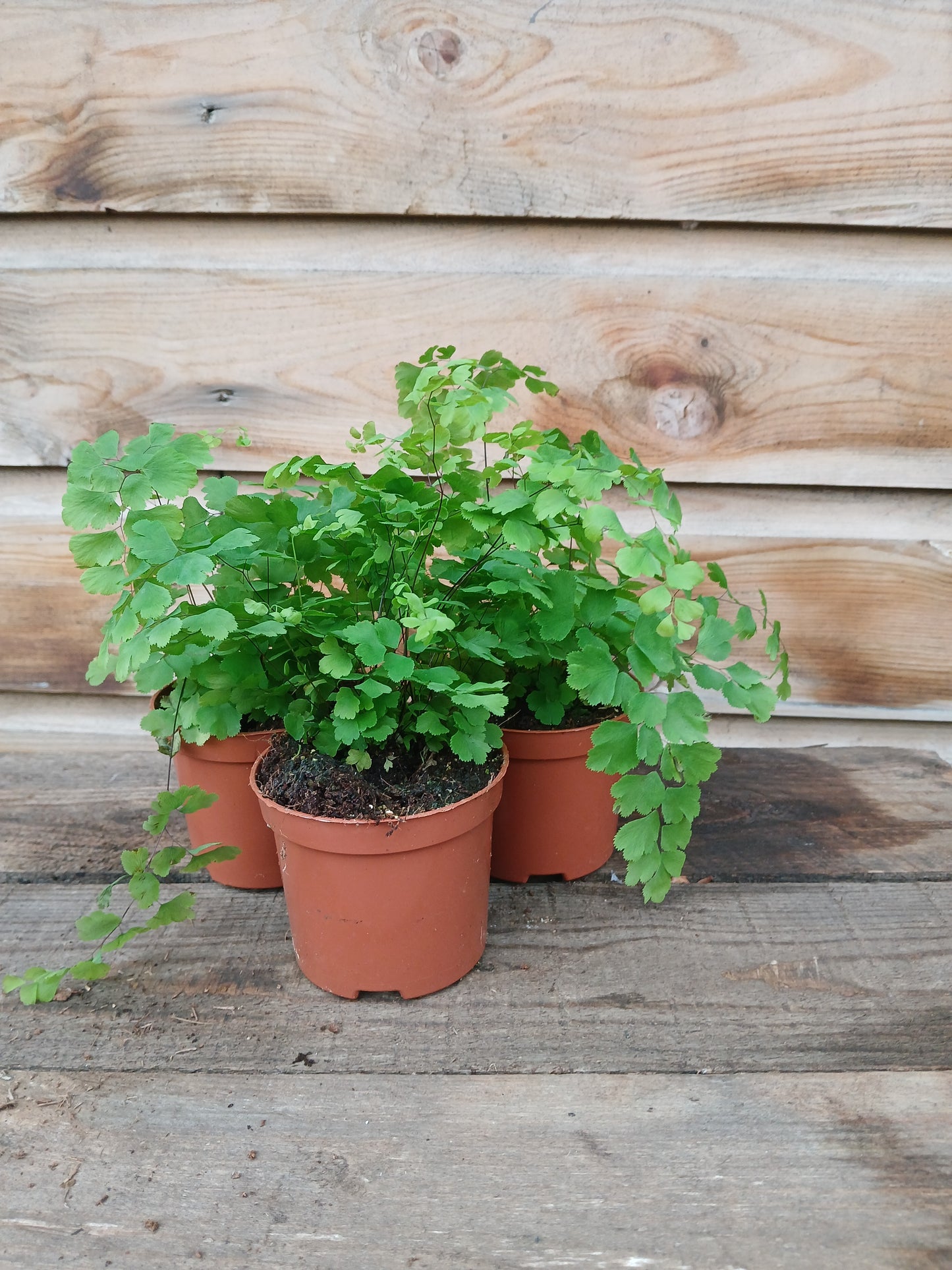 Adiantum raddianum 'Fragans' / P8.5-Easy Garden Centre
