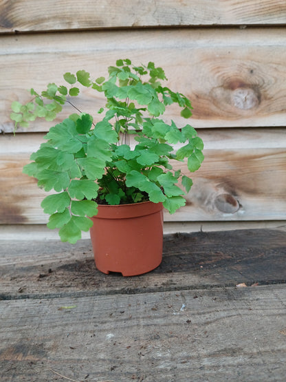 Adiantum raddianum 'Fragans' / P8.5-Easy Garden Centre
