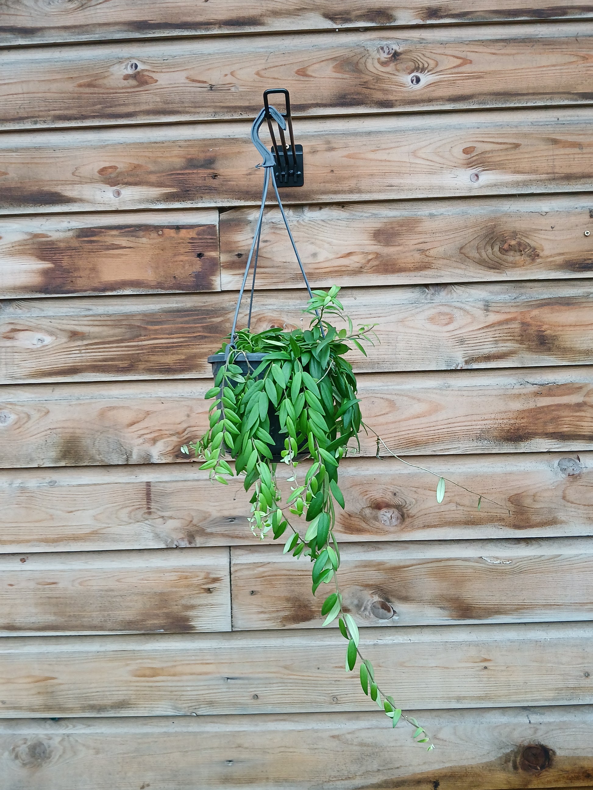 Aeschynanthus 'Japhrolepis' / P15, hanging pot-Easy Garden Centre