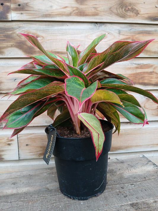 Aglaonema 'Jungle Red' / P19-Easy Garden Centre