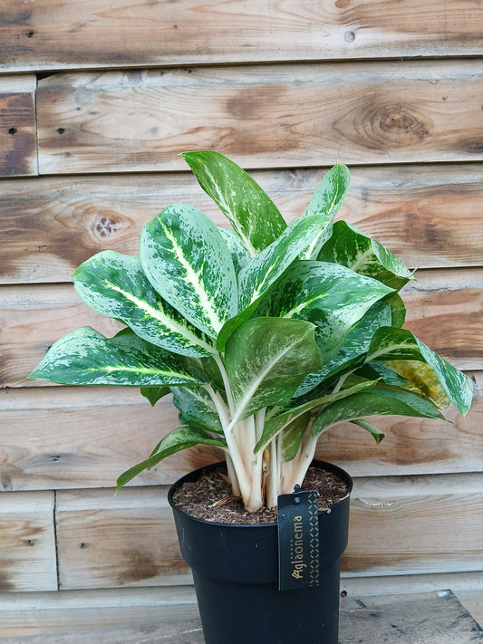 Aglaonema 'Lemon Mint' / P19-Easy Garden Centre