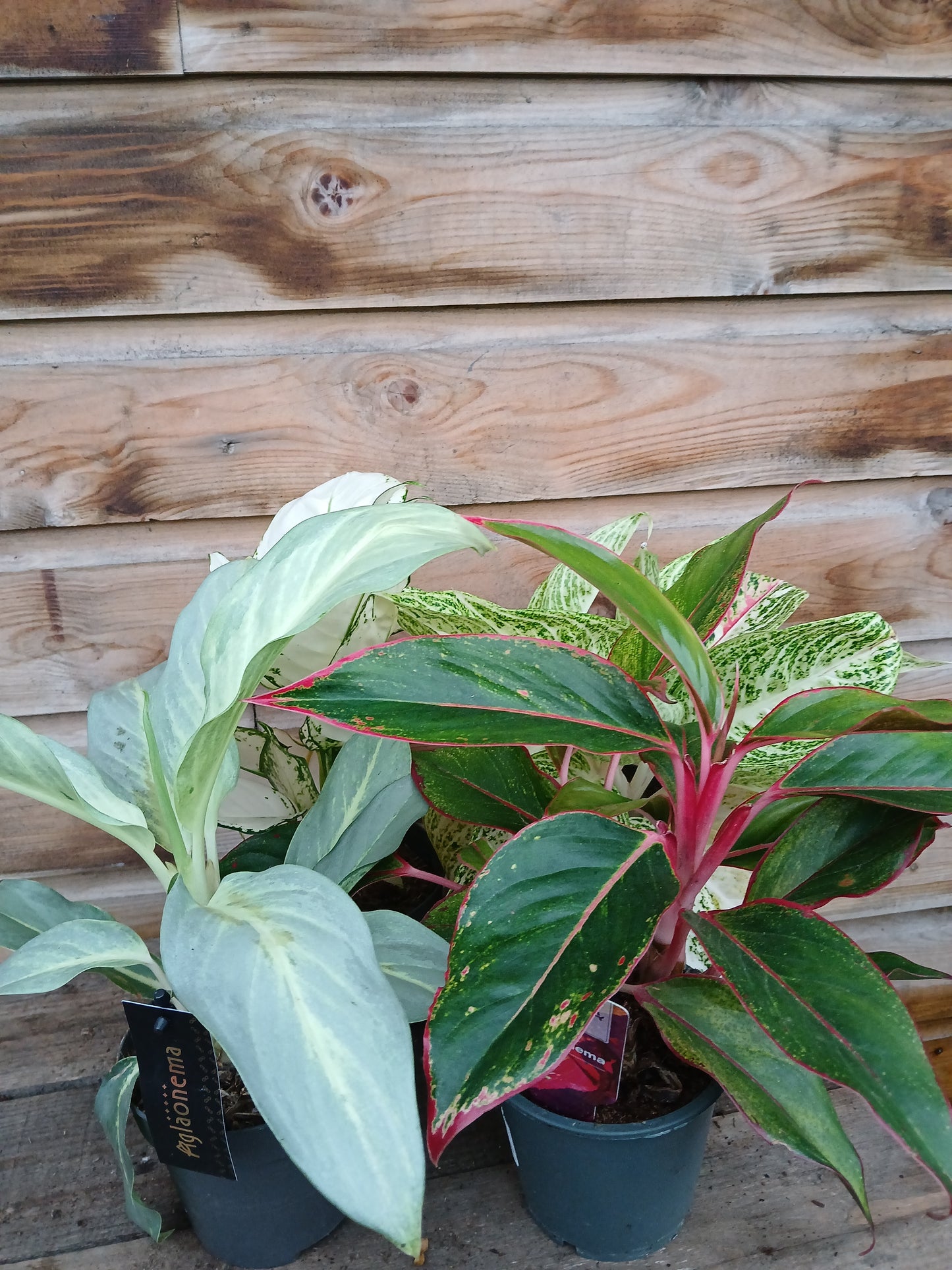 Aglaonema exclusive mix / P12-Easy Garden Centre