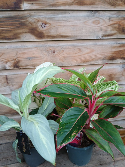 Aglaonema exclusive mix / P12-Easy Garden Centre