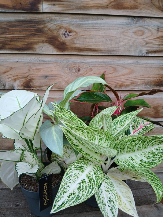 Aglaonema exclusive mix / P12-Easy Garden Centre