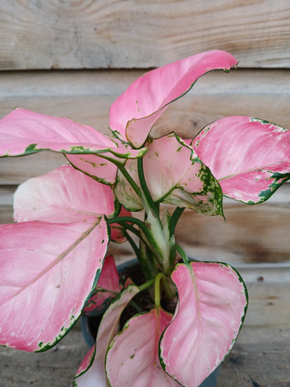 Aglaonema mix / P12-Easy Garden Centre
