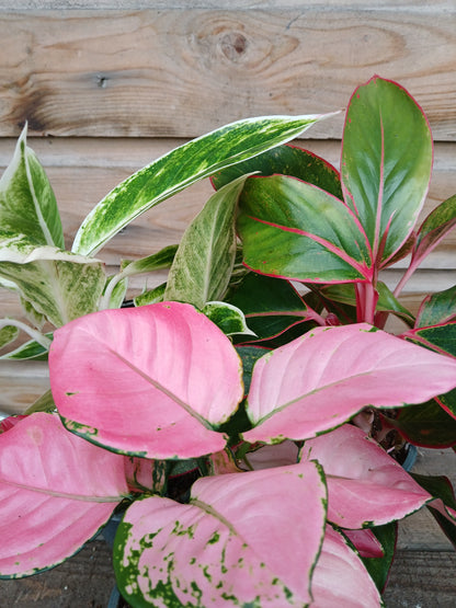 Aglaonema mix / P12-Easy Garden Centre
