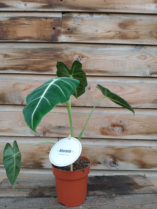 Alocasia mich. 'Frydek' / P12-Easy Garden Centre