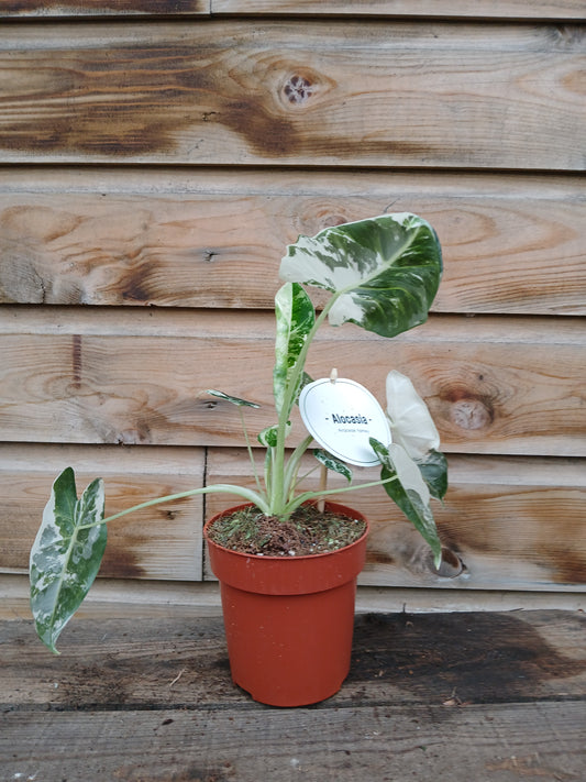 Alocasia mich. 'Frydek Variegata' / P12-Easy Garden Centre