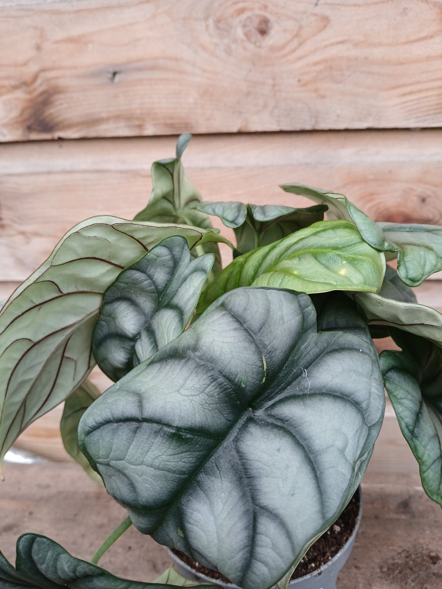 Alocasia mix / P12-Easy Garden Centre