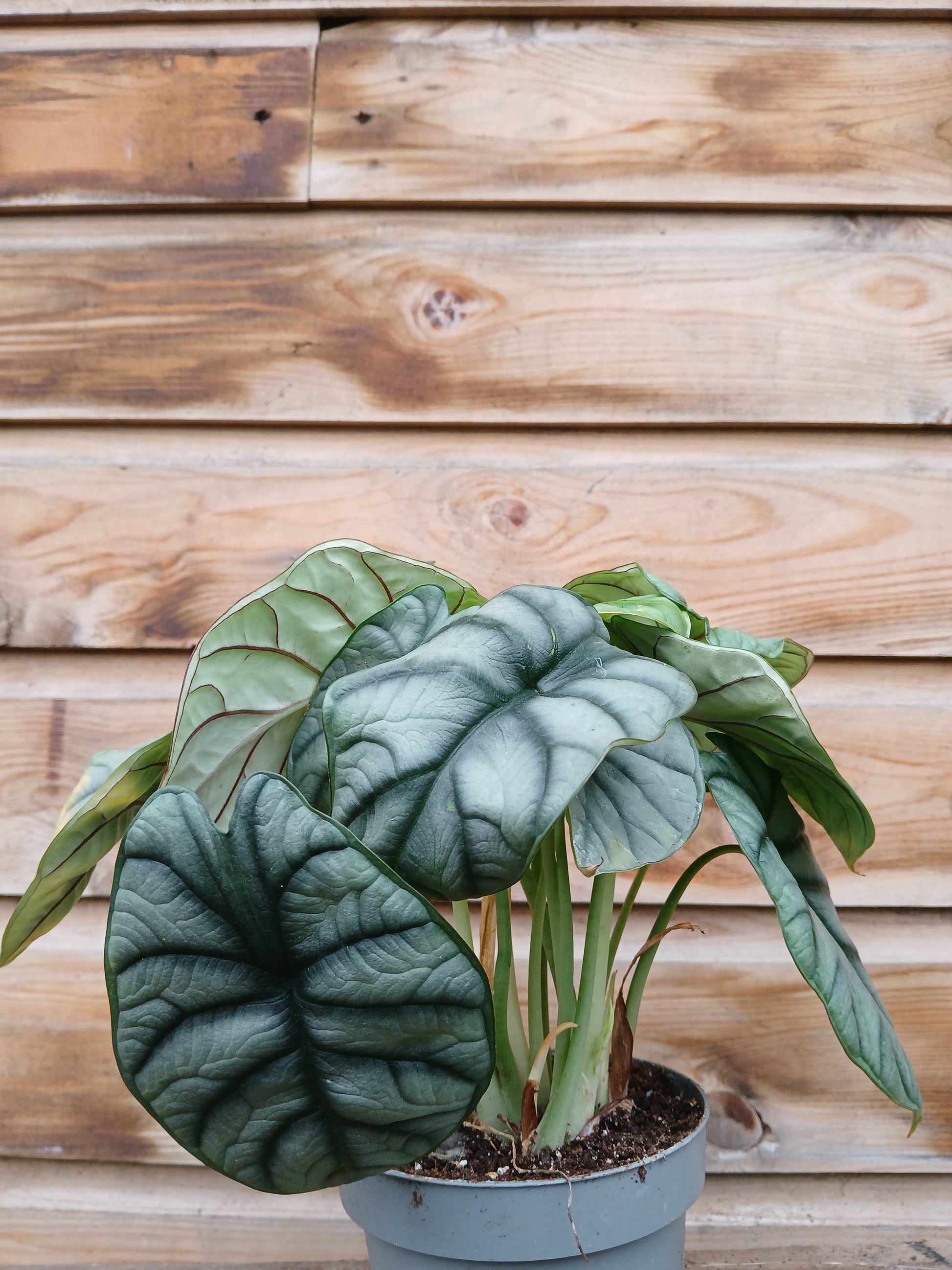 Alocasia mix / P12-Easy Garden Centre