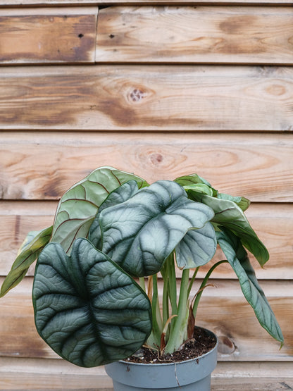 Alocasia mix / P12-Easy Garden Centre