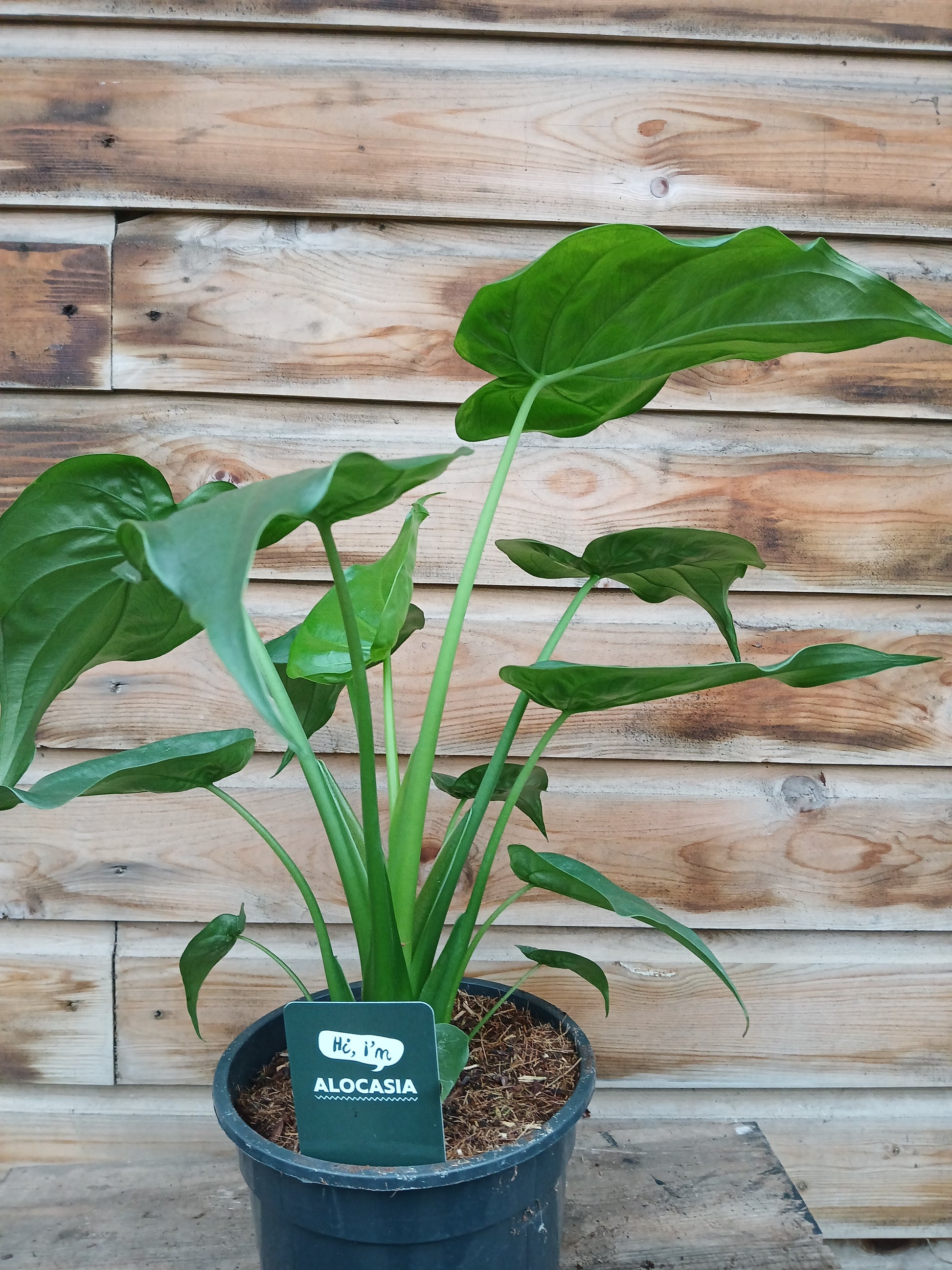 Alocasia mix / P19-Easy Garden Centre