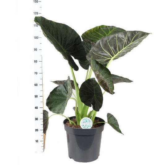 Potted plant with large leaves next to a height measurement chart on a white background